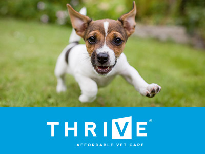 Thrive Affordable Vet Care